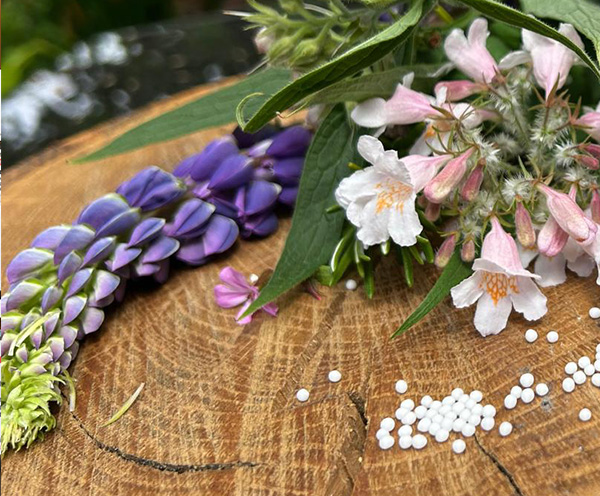 Homöopathische Behandlung und ganzheitliche Naturheilkunde in der Praxis Alexander Gosselk in Vögelsen bei Lüneburg